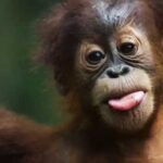 Memiliki Selera Humor Besar, lmuwan Ungkap Gimana Primata Bercanda